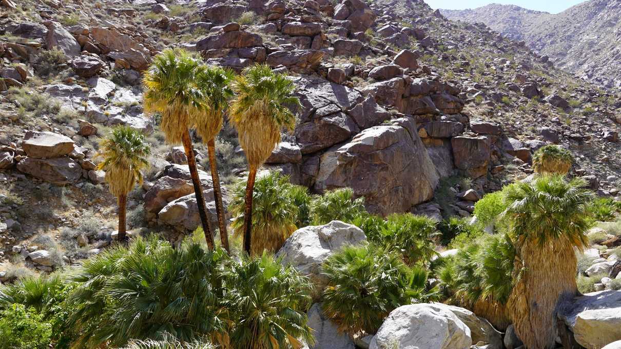 California fan palms in canyon