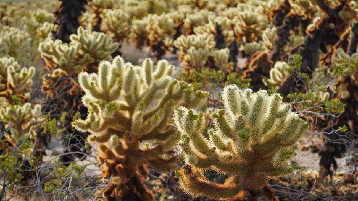 Sunlight illuminates needles on arms of numerous cholla cacti