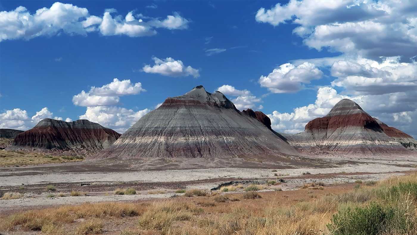 Petrified Forest National Park: Part Three - Cactus Atlas